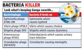 Ganga the bacteria killer.jpg