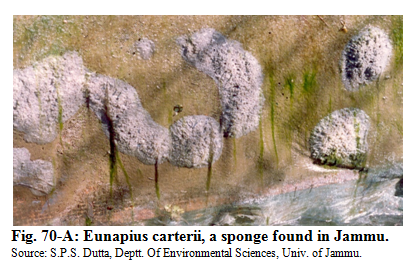 Status of bio diversity27.PNG