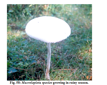 Status of bio diversity3.PNG