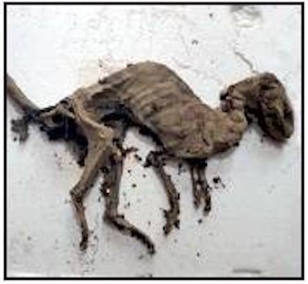 File:Skeleton of a dinosaur-like creature in Jaspur in November 2017.jpg